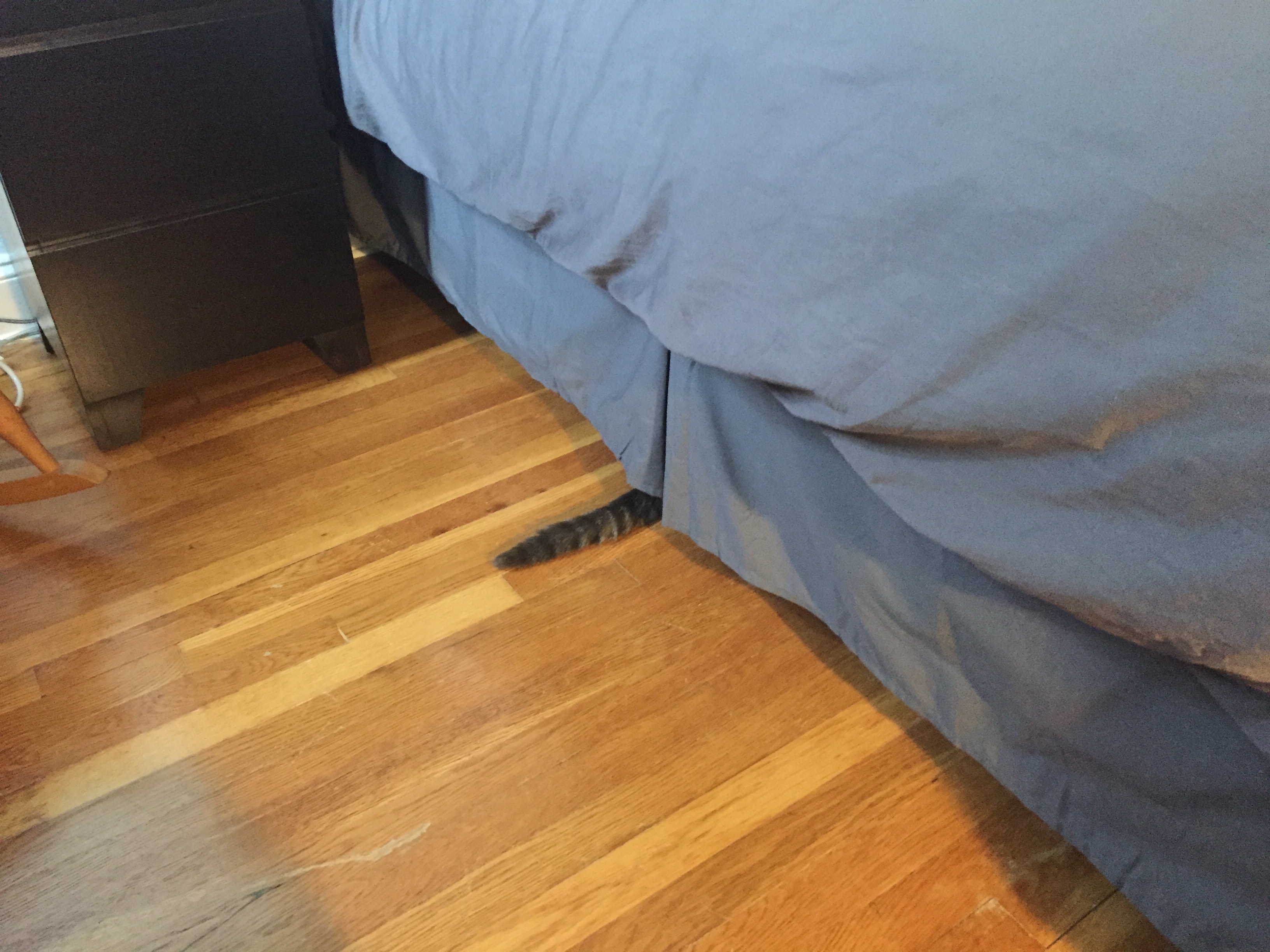 A grey cat tail poking out from under a bed skirt