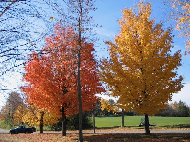 two trees in glorious fall colors