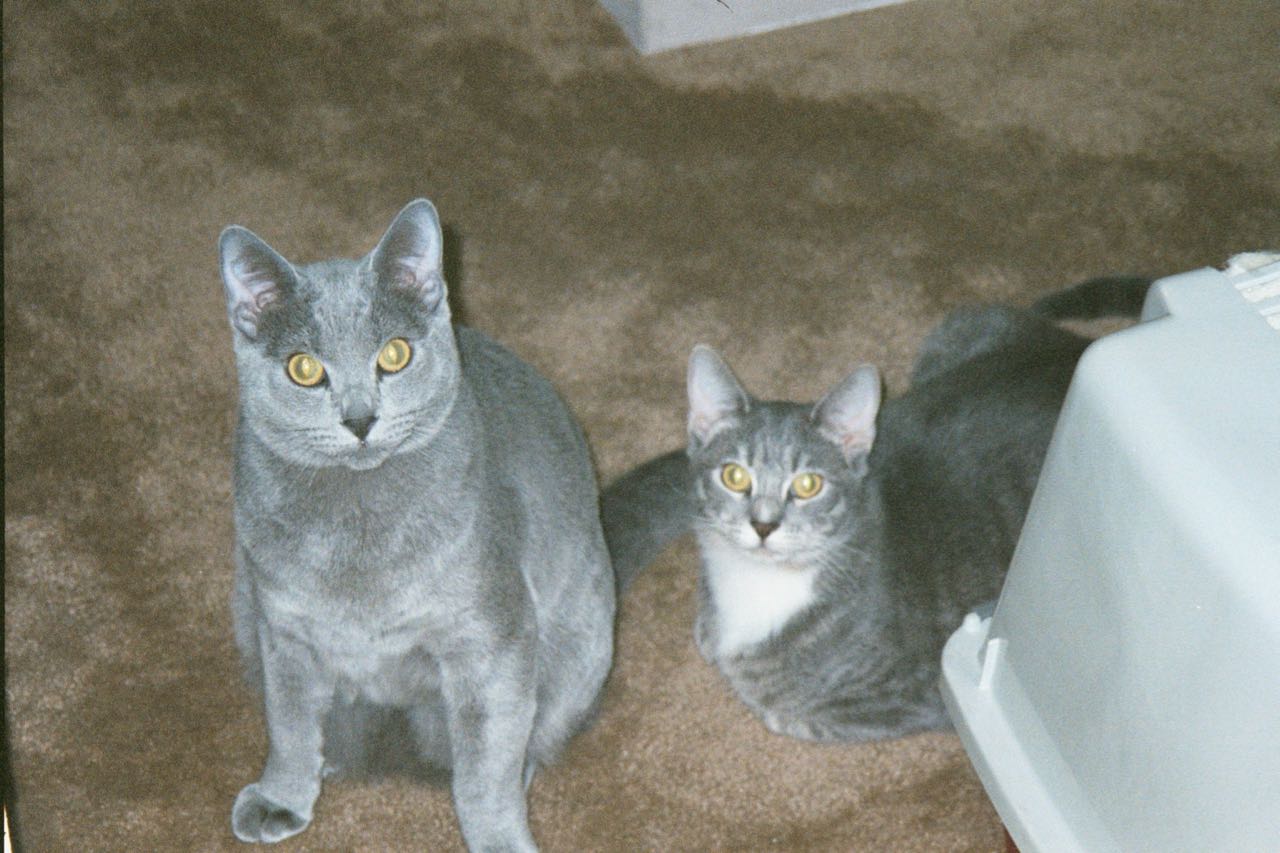 Henry and Alice, the best cats that ever were.