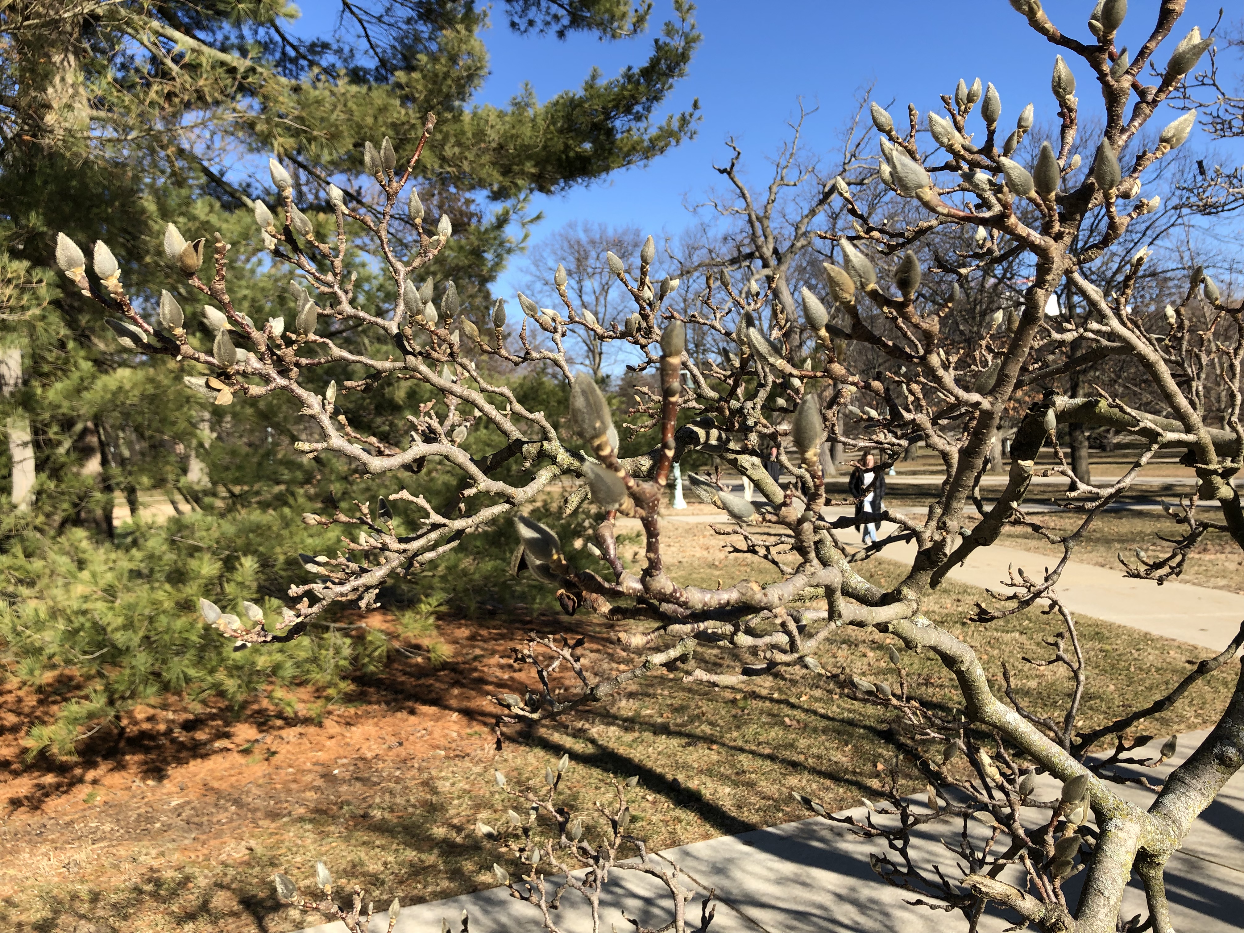 The first buds emerging on a bare tree