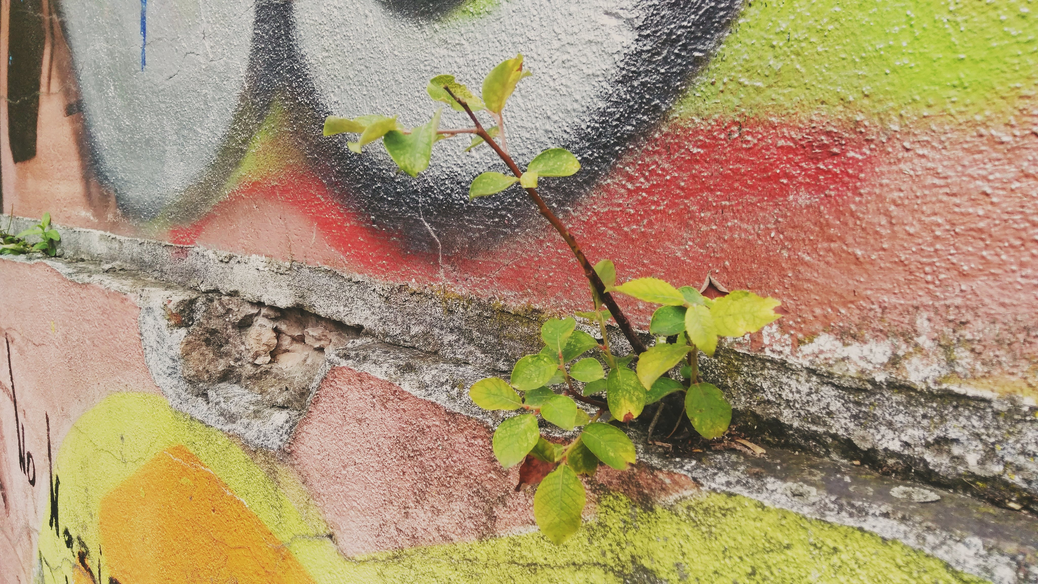 A small green plant growing from a crack in a concrete wall